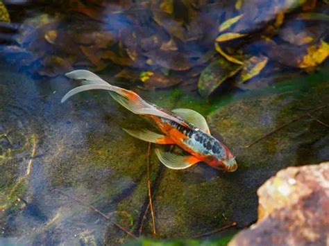 how to make malt vinegar for fish